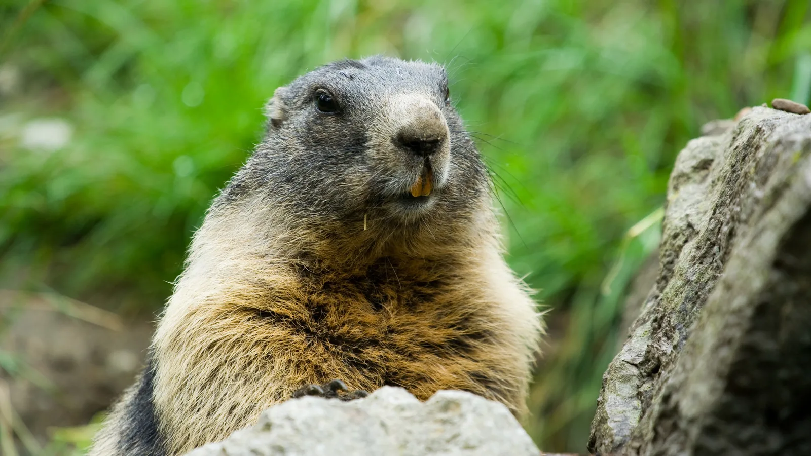 Quebec Groundhog Hunting: A Comprehensive Guide for Enthusiasts
